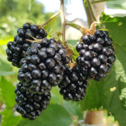 Blackberry, edible, early 'Loch'Tay'